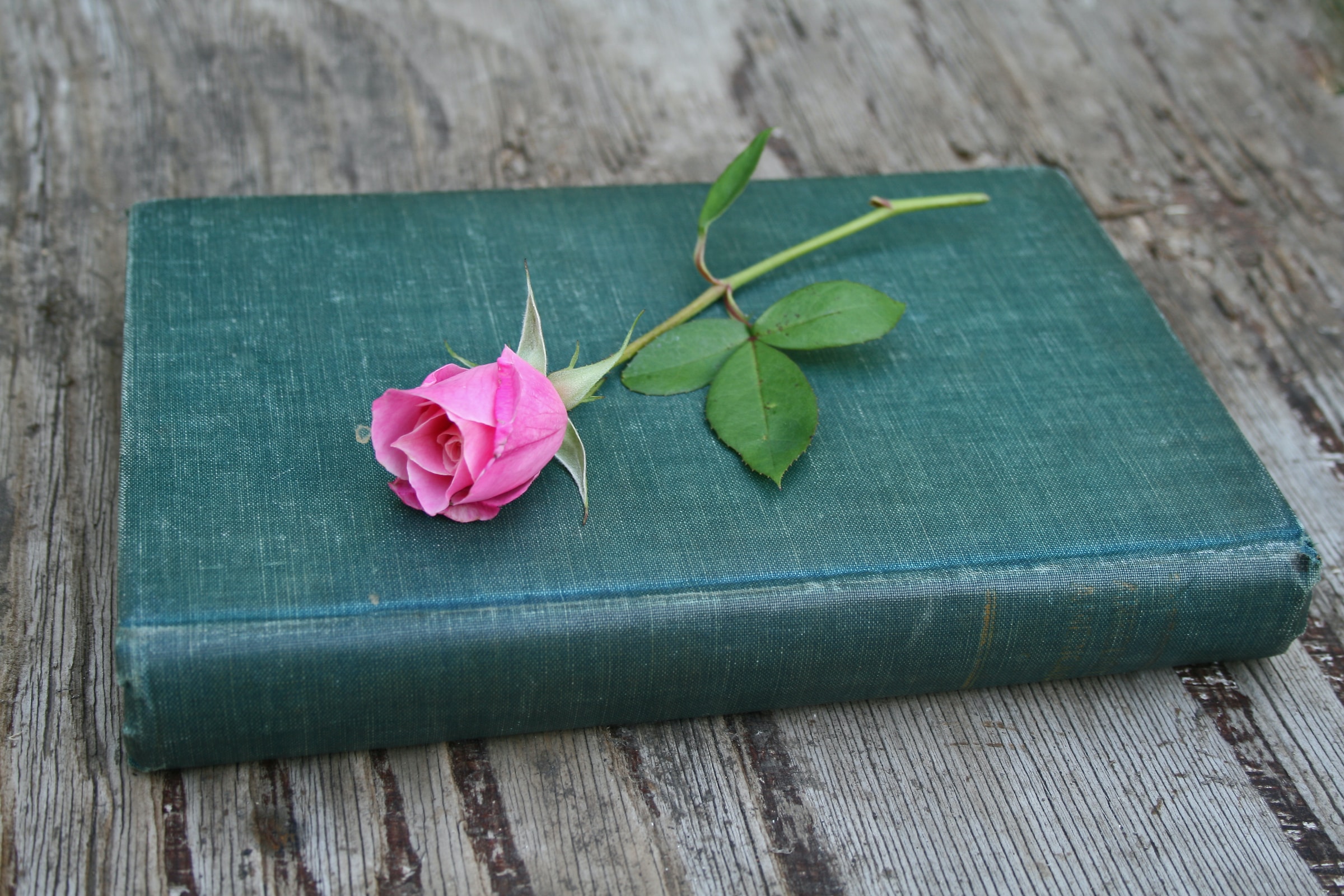A pink rose lying on a dark green book.